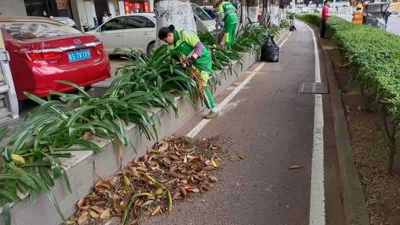 市政绿化草坪，如何选择适宜的草种？**