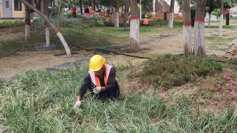 广州绿植租赁行业：揭秘十大品牌背后的秘密**
