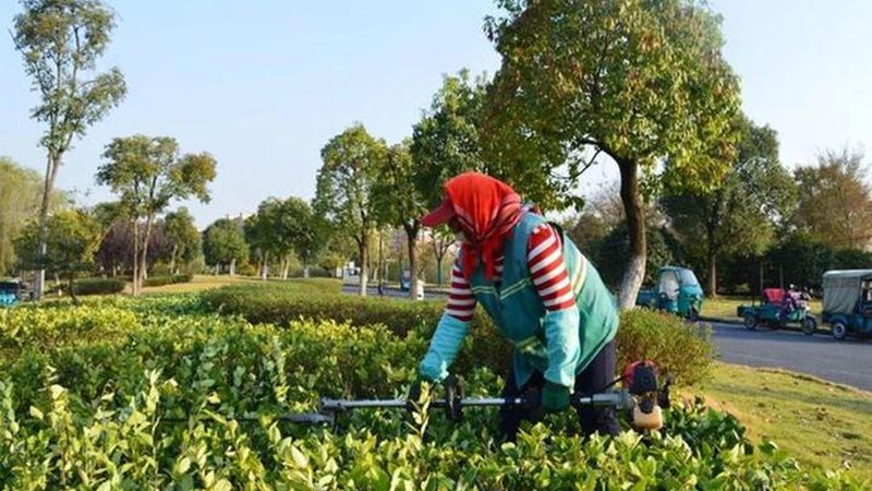 苗木种植技术视频教程：新手入门必看**