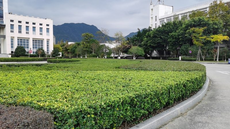 垂直绿化墙：植物种类与参数解析